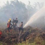 Balai Gakkum Kemenhut Tetapkan 2 Tersangka dalam Kebakaran Hutan di Batang Asam, Tanjung Jabung Barat